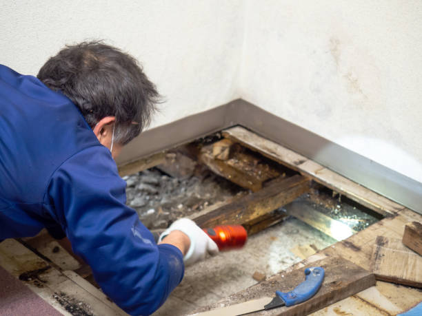 Best DIY Mold Remediation Support Services in Manistique, MI