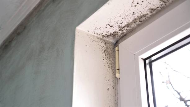 Best HVAC Mold Remediation in Manistique, MI
