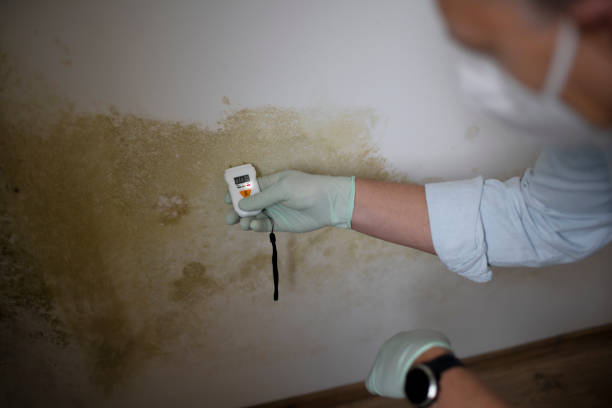 Manistique, MI Mold Remediation Company