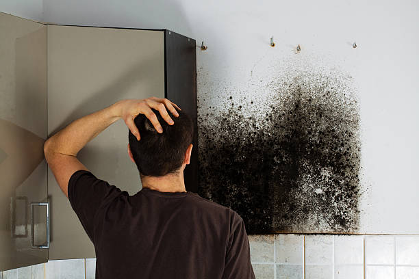 Best Post-Flood Mold Remediation in Manistique, MI