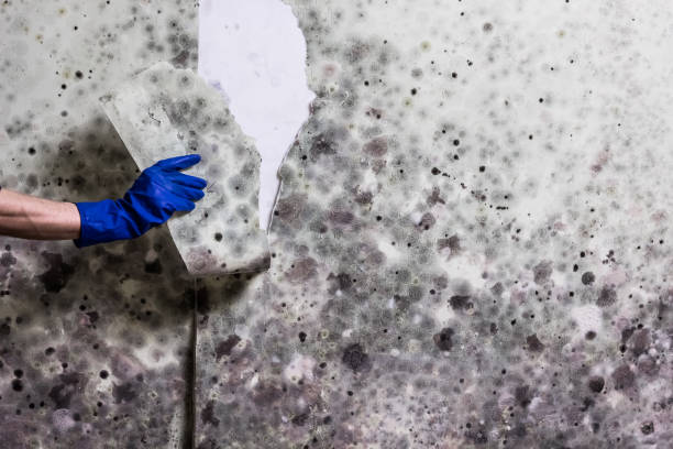 Best Localized Mold Remediation (e.g., coastal areas, humid climates) in Manistique, MI
